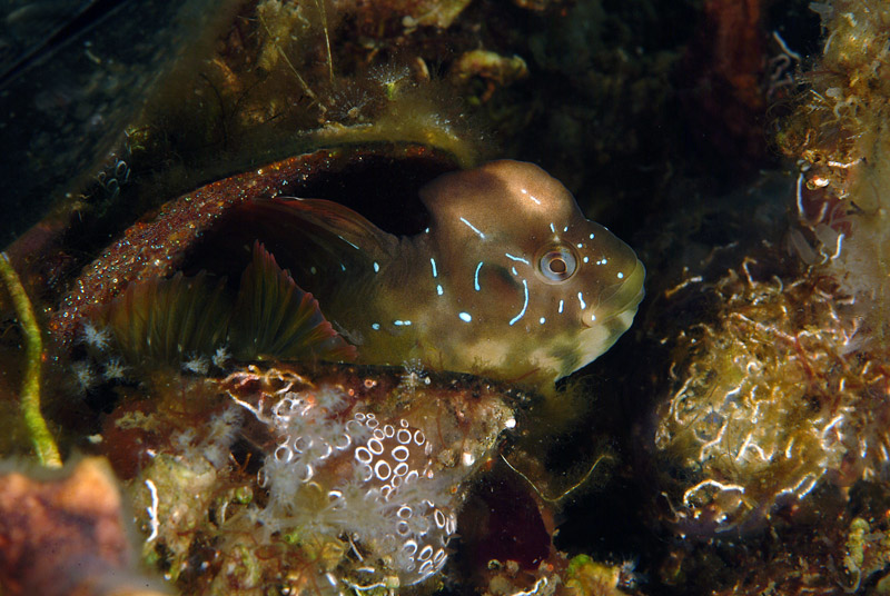 Salaria pavo dal Mar Piccolo (Taranto)